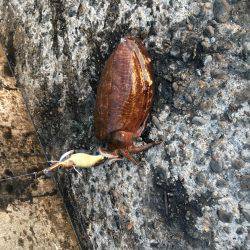 モーニングにパタパタ