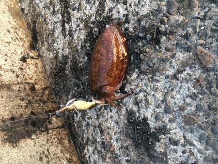 モーニングにパタパタ