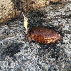 モーニングにパタパタ