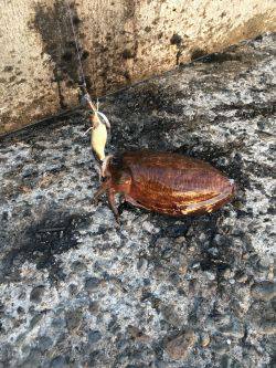 モーニングにパタパタ