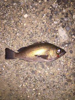 しぶしぶメバリング