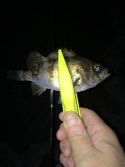 伊根メバリング part2