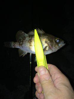 伊根メバリング part2