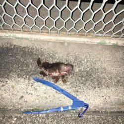 ガシラは美味い