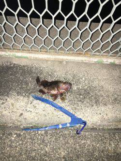 ガシラは美味い