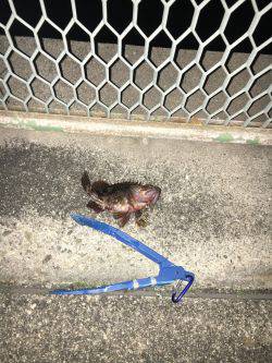 ガシラは美味い