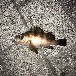 天保山周辺でメバリング