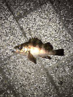 天保山周辺でメバリング