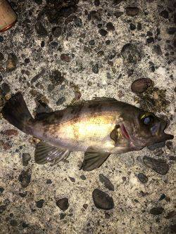 深日でめばりんぐ