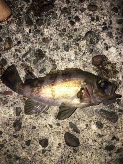 深日でめばりんぐ