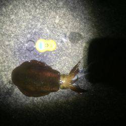 久々のアオリイカゲット‼️