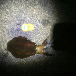 久々のアオリイカゲット‼️