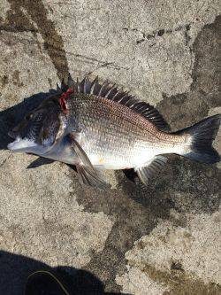 またまた良型チヌ