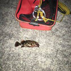 ガシラを探して