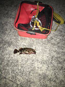 ガシラを探して