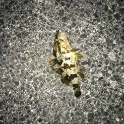 釣り人は少ないが…