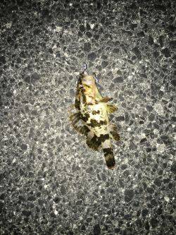 釣り人は少ないが…