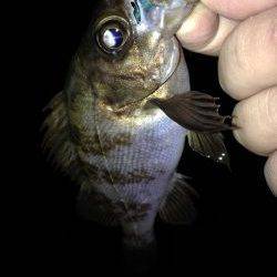 ワームとプラグ