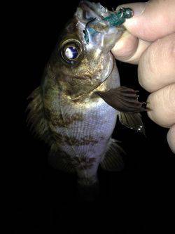 ワームとプラグ