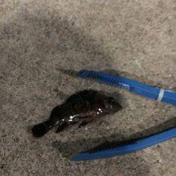 メバルはお留守