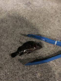 メバルはお留守