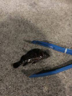 メバルはお留守