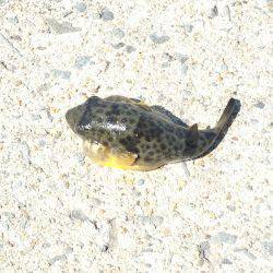 コウイカ どこ行った？