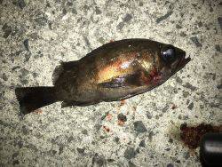 強風、ゲキシブ