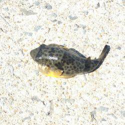 コウイカ どこ行った？