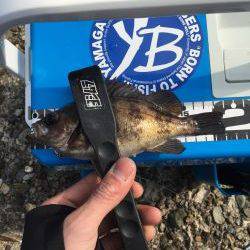 爆釣！デイメバリング