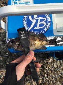 爆釣！デイメバリング