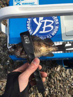 爆釣！デイメバリング