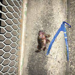 ガシラは美味い