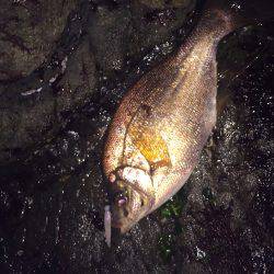 ラインラインライン