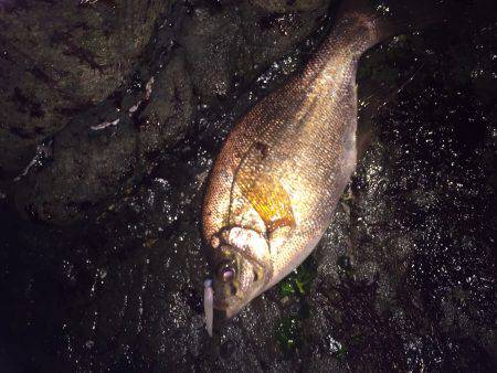 ラインラインライン