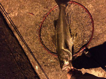 まさかのシーバス