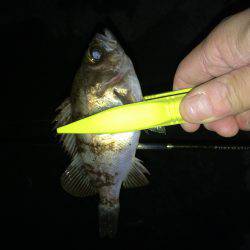 伊根メバリング part2