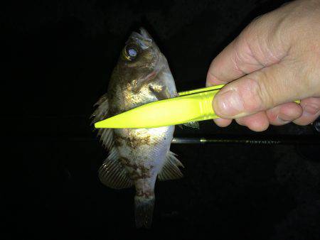 伊根メバリング part2