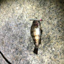 釣れて良かった。