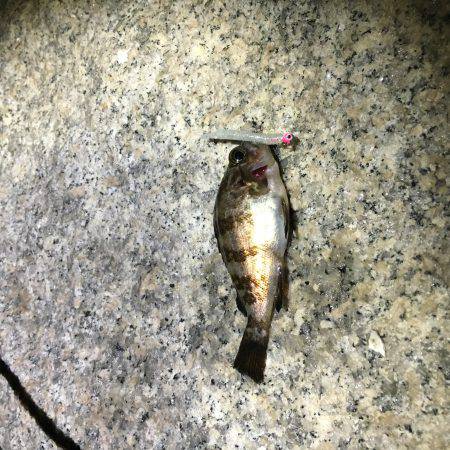 釣れて良かった。