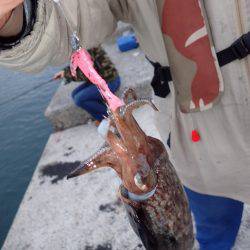 ライトエギング