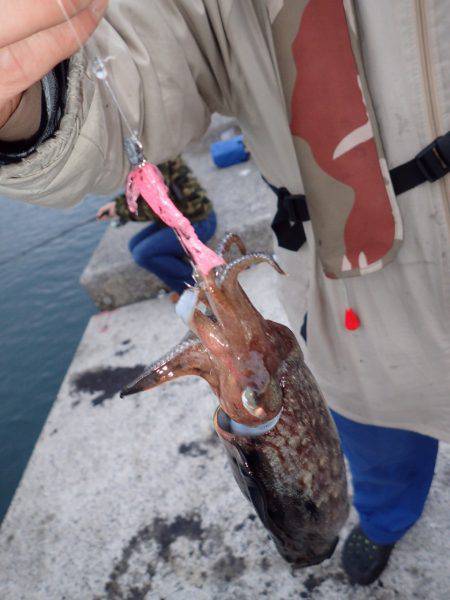 ライトエギング