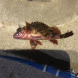 人気ポイントなのだ