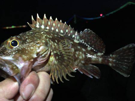 テトラ帯で日光浴&ガシリング