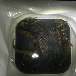 アジフライが食べたくて行ったんだけど