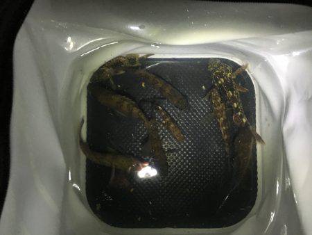 アジフライが食べたくて行ったんだけど