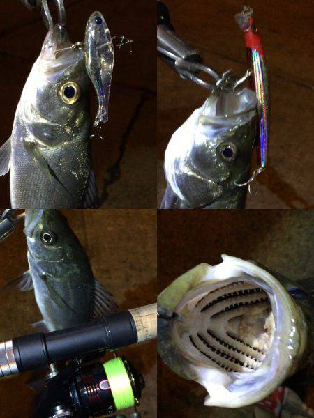 ナイトシーバス