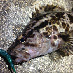 まだ、夜は冷えますね。寒い。