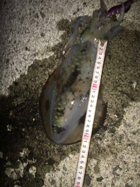 春イカシーズン到来かな？