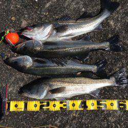 良型ハネ好調‼︎